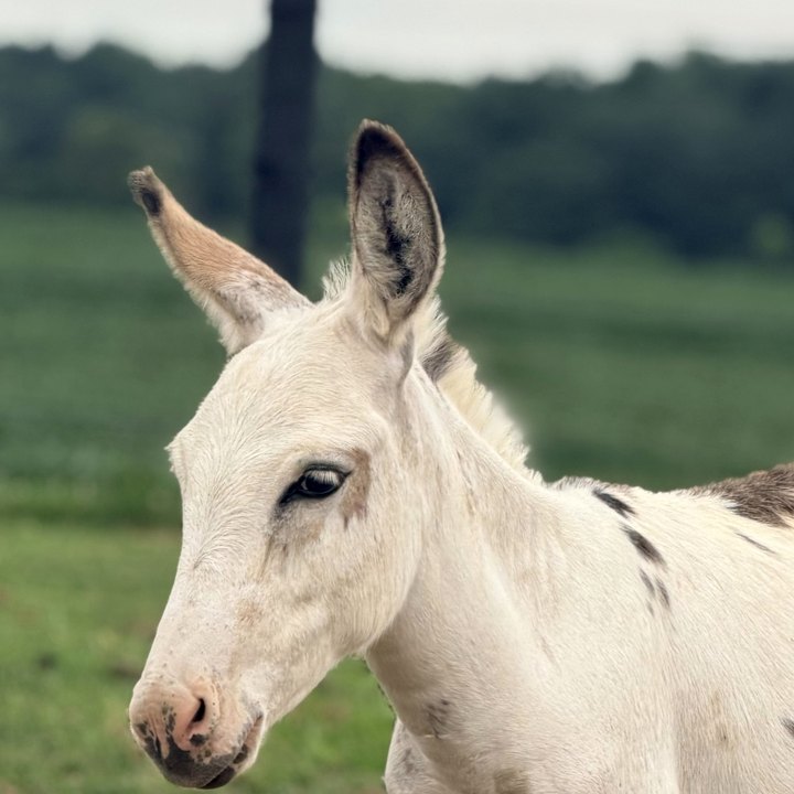 Beethoven, a spotted mini donkey in a green pasture.