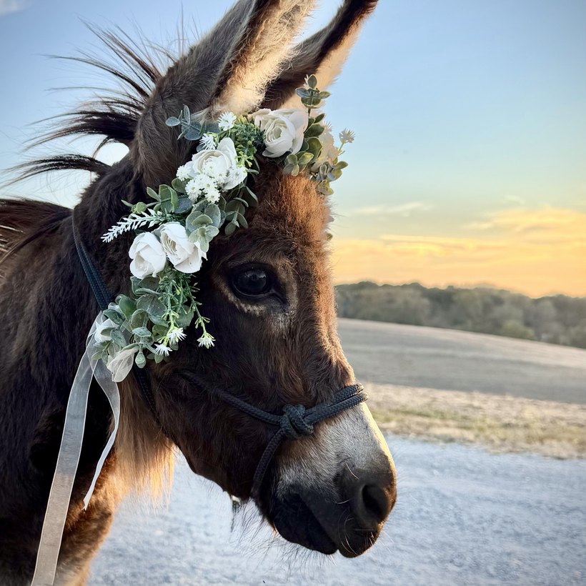 Gus, a young dark-brown mini donkey with a gray nose, wearing a white flower crown.