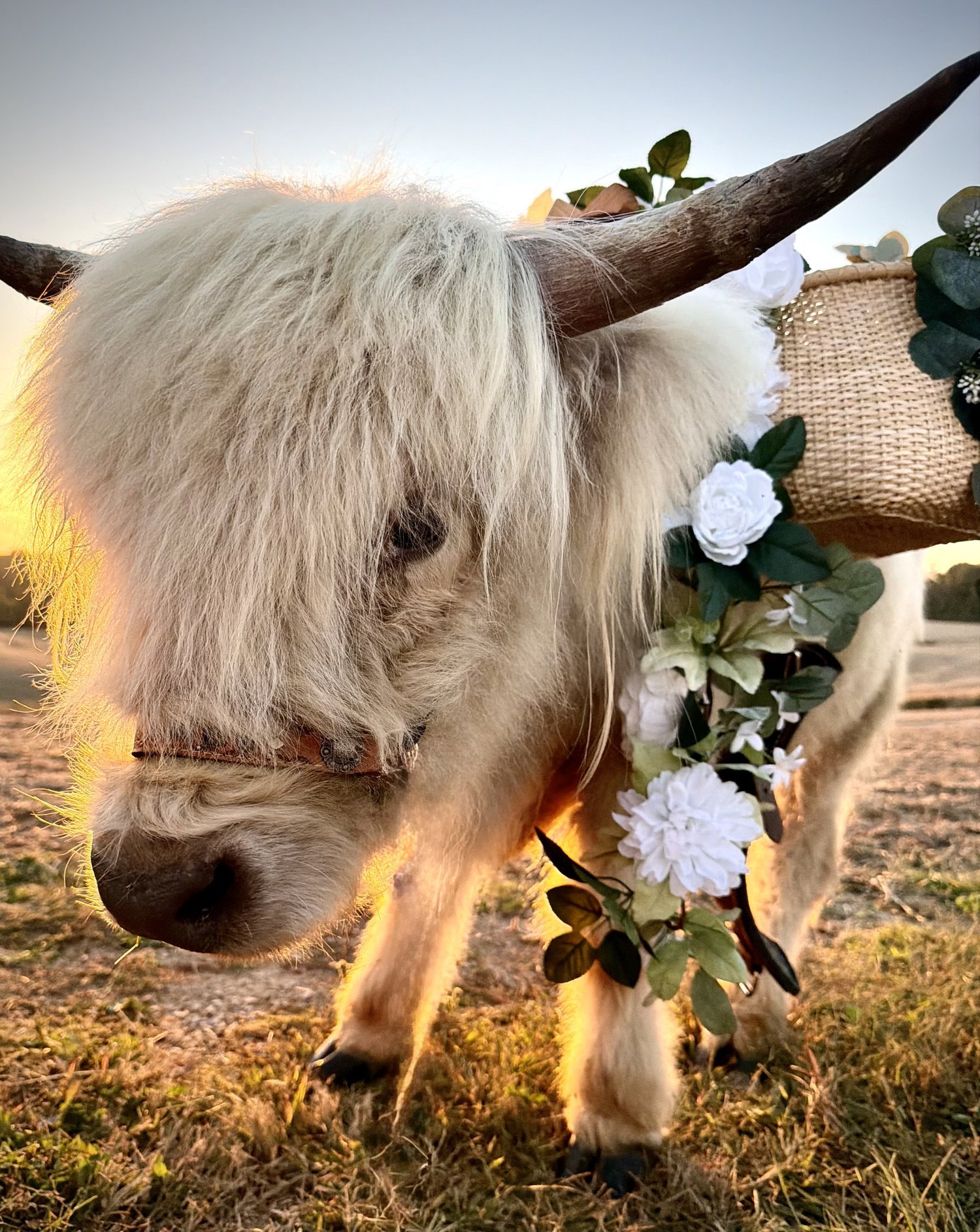 Romeo, a halter-trained Highland steer at golden hour, wearing white flowers and a woven drink basket.