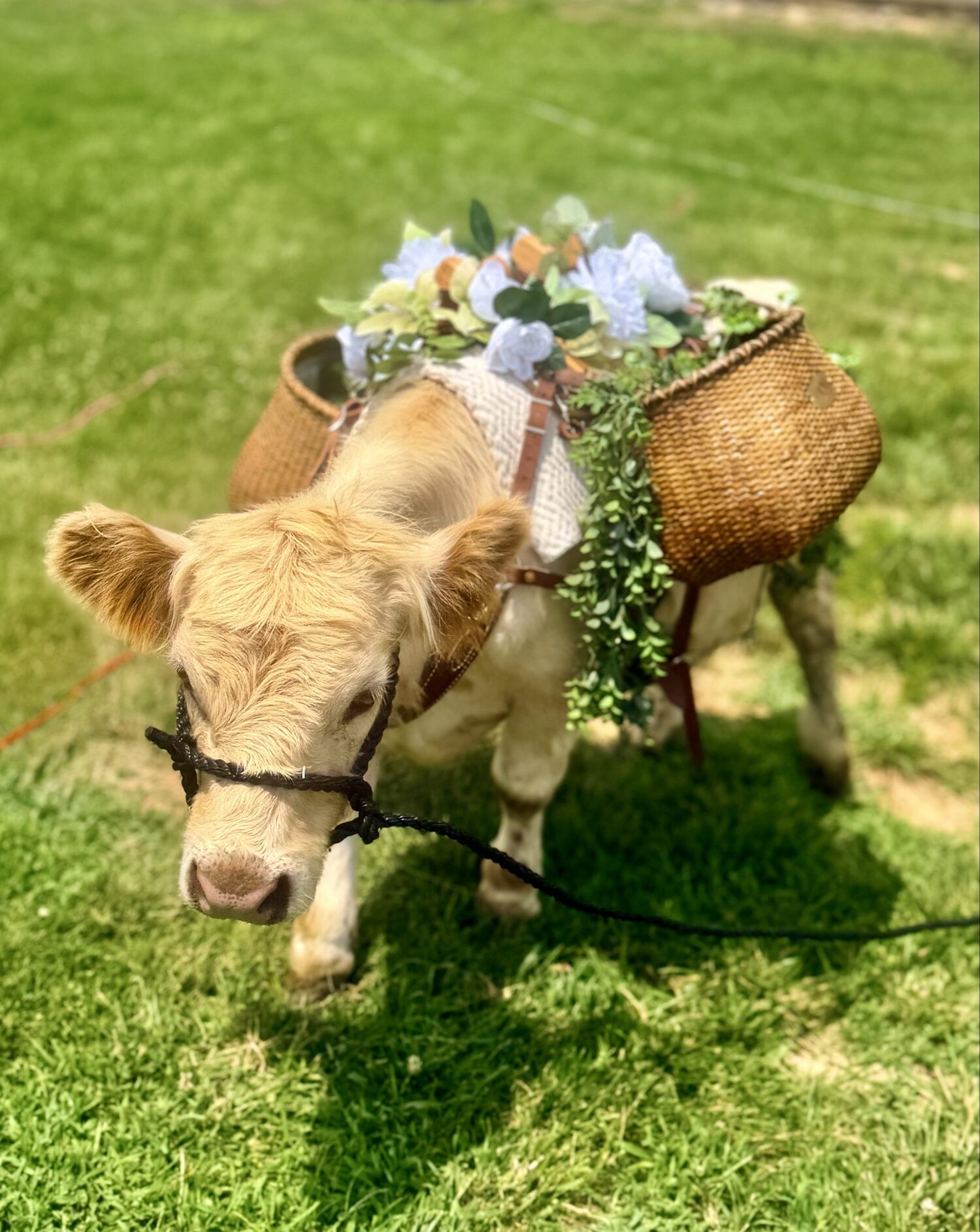 Rupert, a halter-trained micro cow wearing a rose floral drink basket, standing in a green pasture.