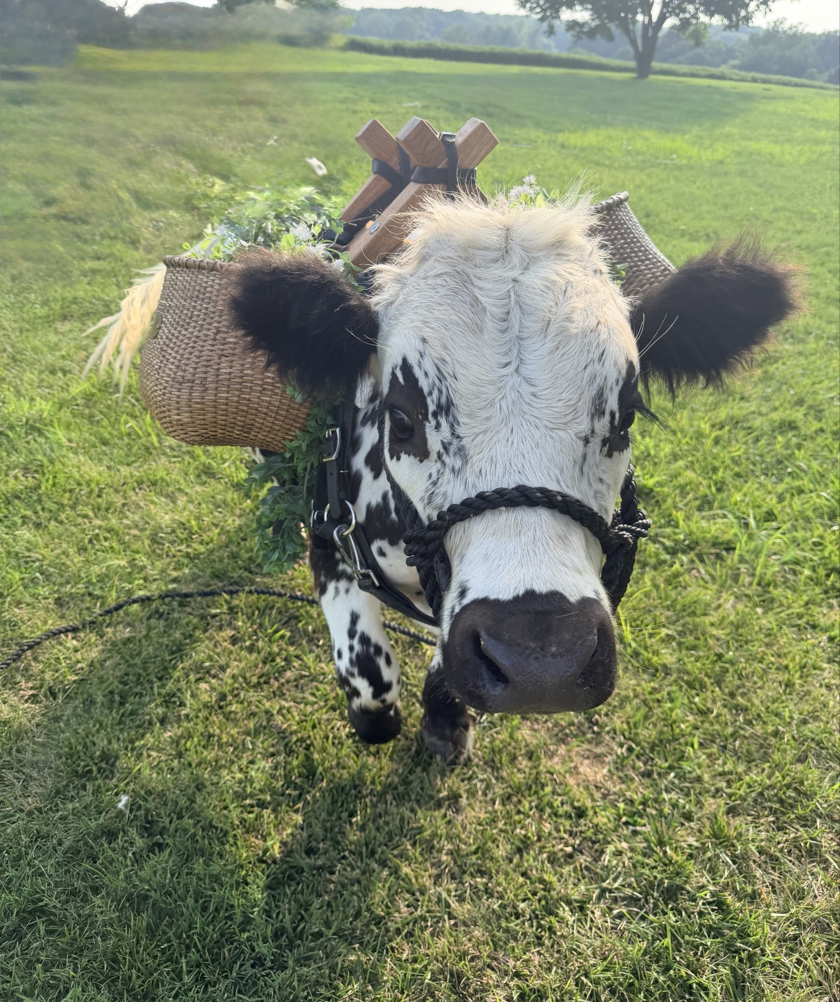 Ralph, a spotted mini Highpark cow wearing a floral drink basket.