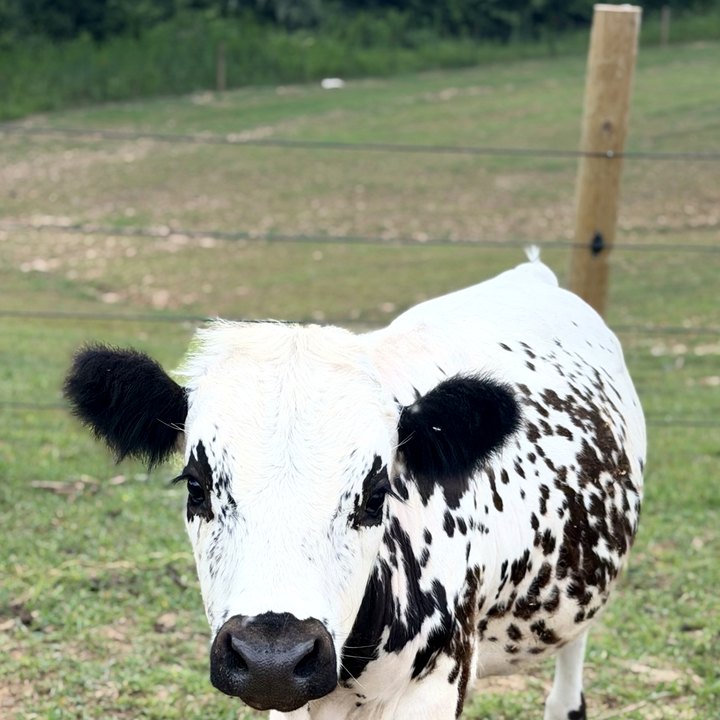 Ralph, a spotted mini Highpark cow in a green pasture.