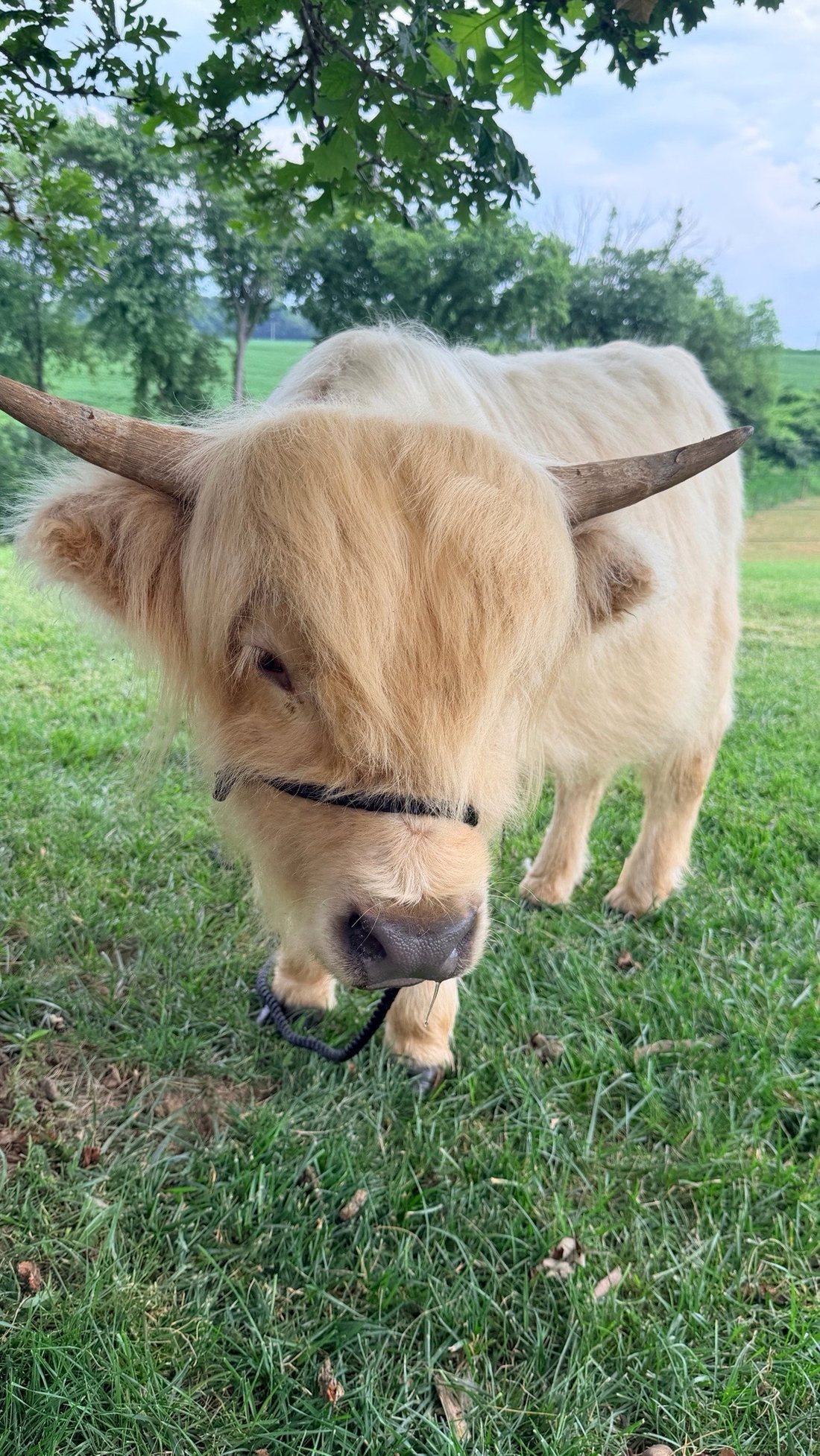 Romeo, a halter-trained Highland steer with a shaggy ginger coat and sweeping horns in a green pasture.