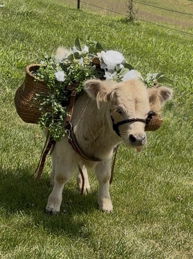 Stoney, a micro cow wearing a floral drink basket.