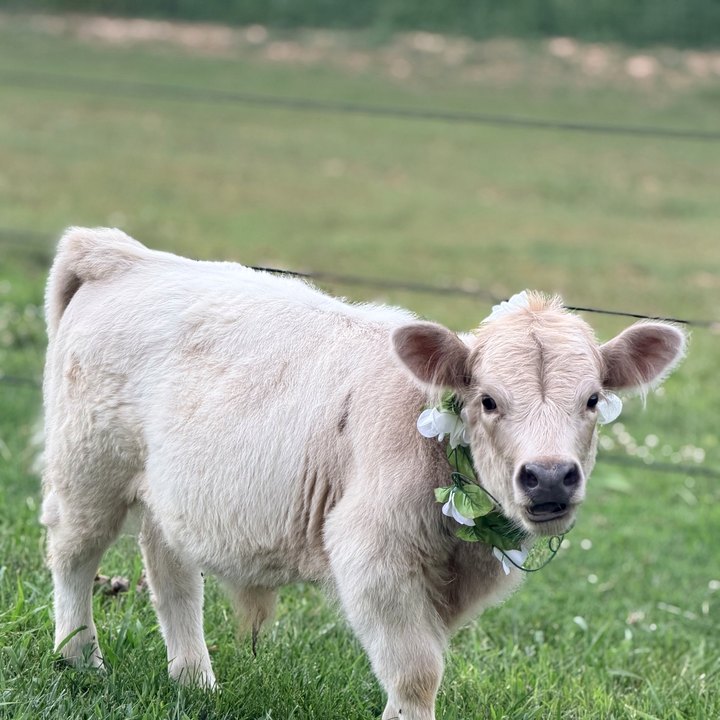 Stoney, a cream micro cow in a green pasture.